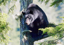 Ursus americanus